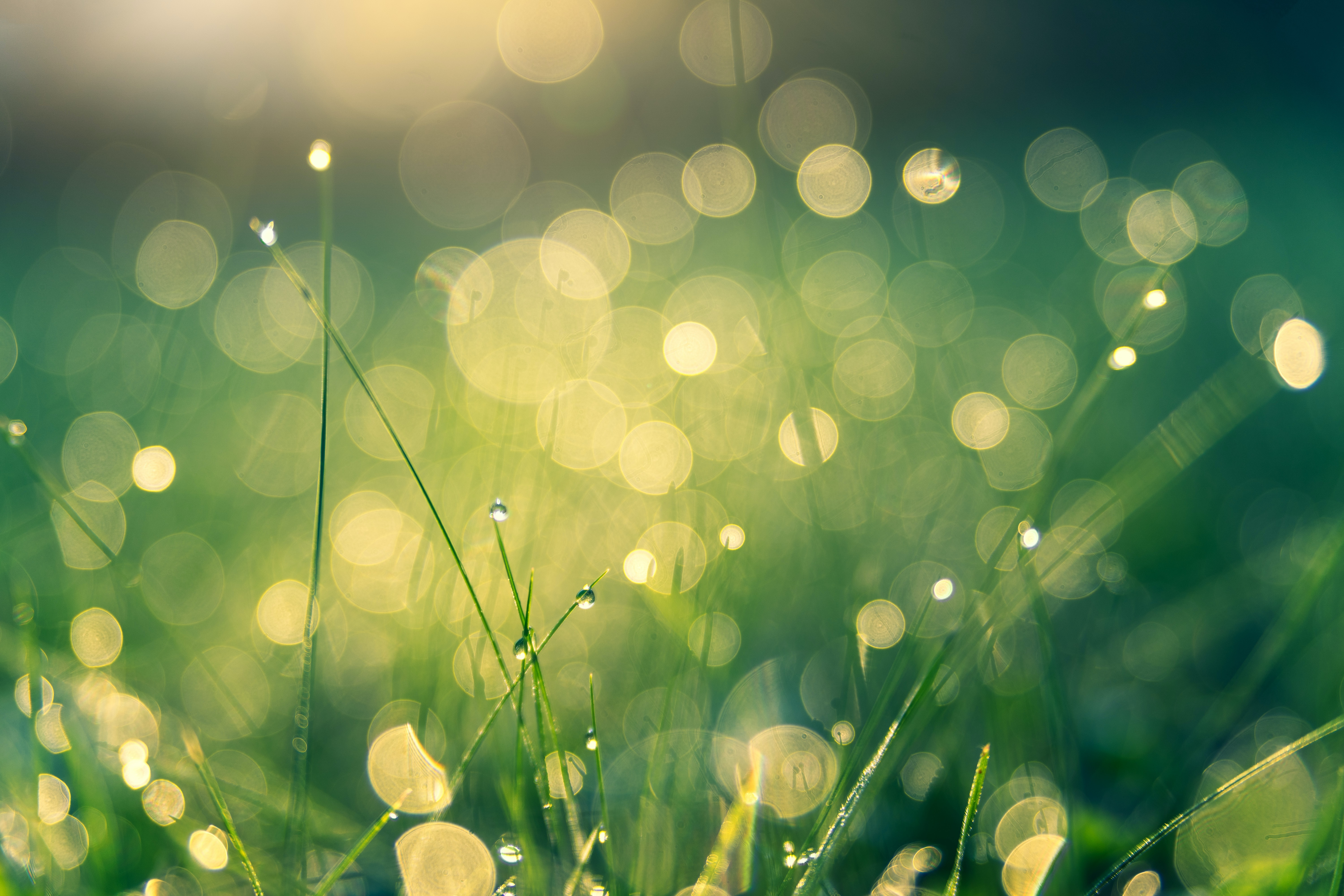 Environment